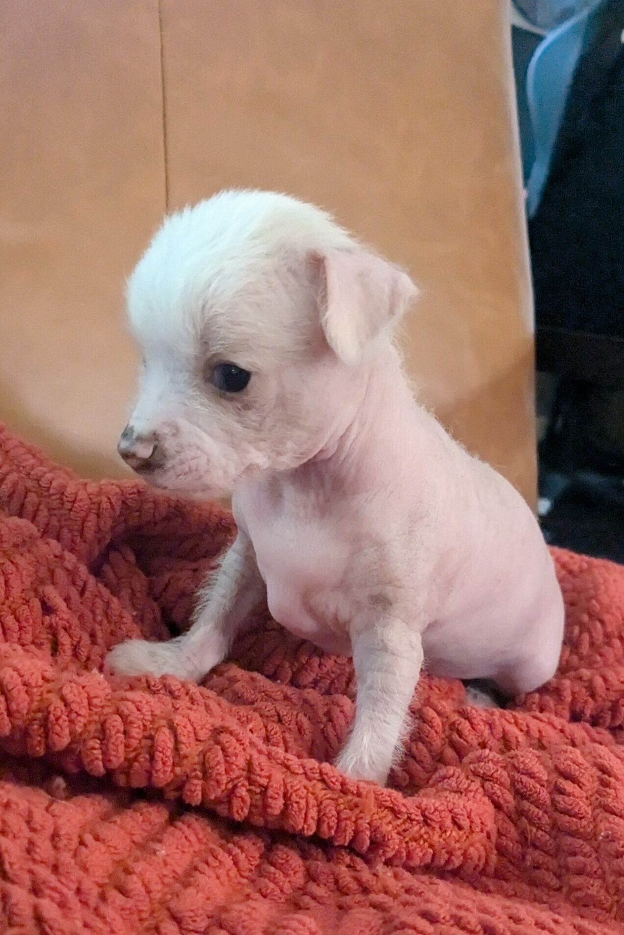 Loki Male hairless puppy