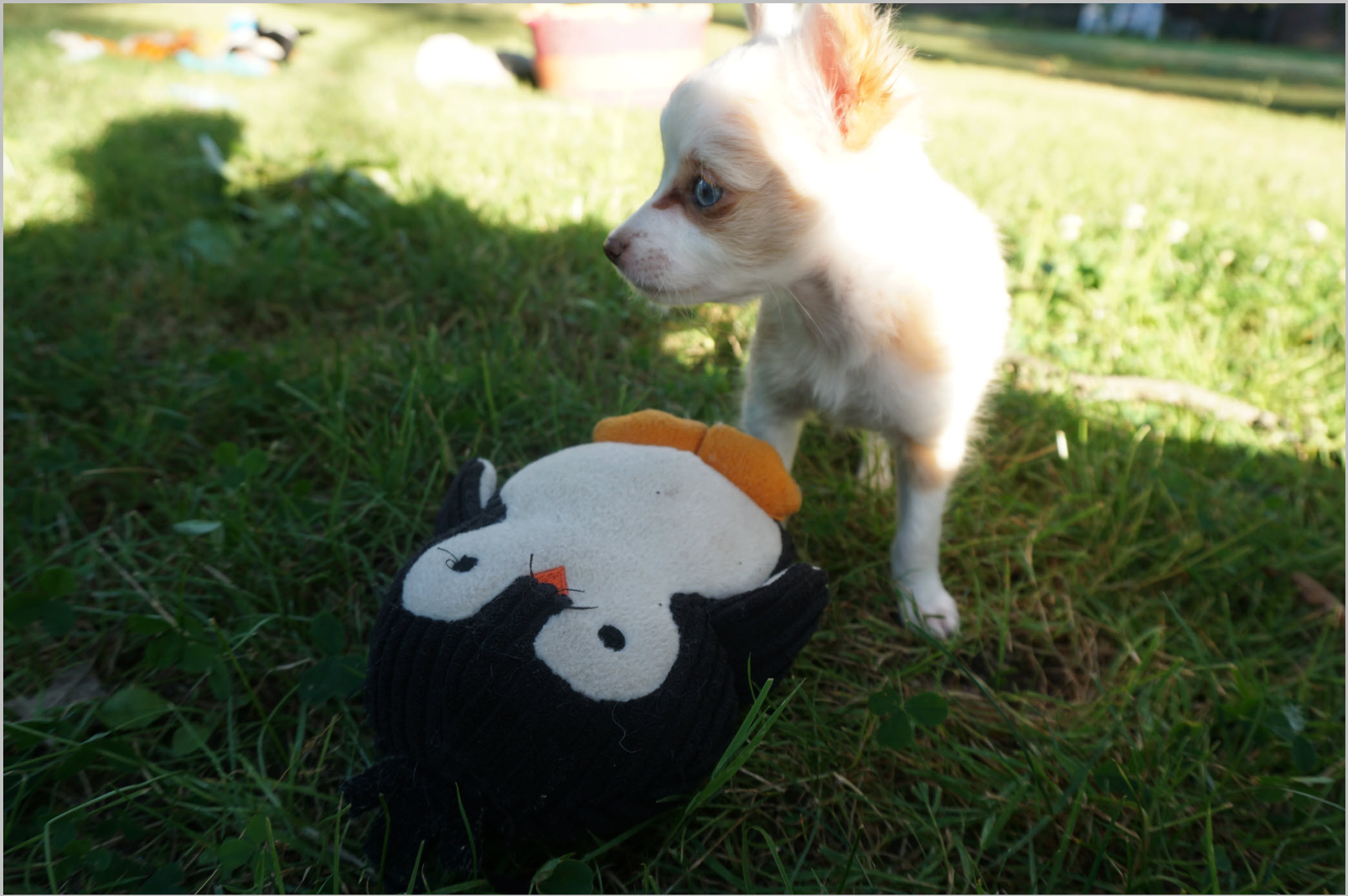 Sandy, a female Chinese Crested Powder Puff puppy with blue eyes, playing outside near Cleveland, Ohio
